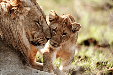 Safari i Etosha nationalpark